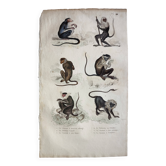 Planche zoologique originale " Guenon, Camail, Roloway - Buffon 1838