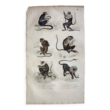 Original zoological plate "Guinea Monkey, Camail, Roloway - Buffon 1838"