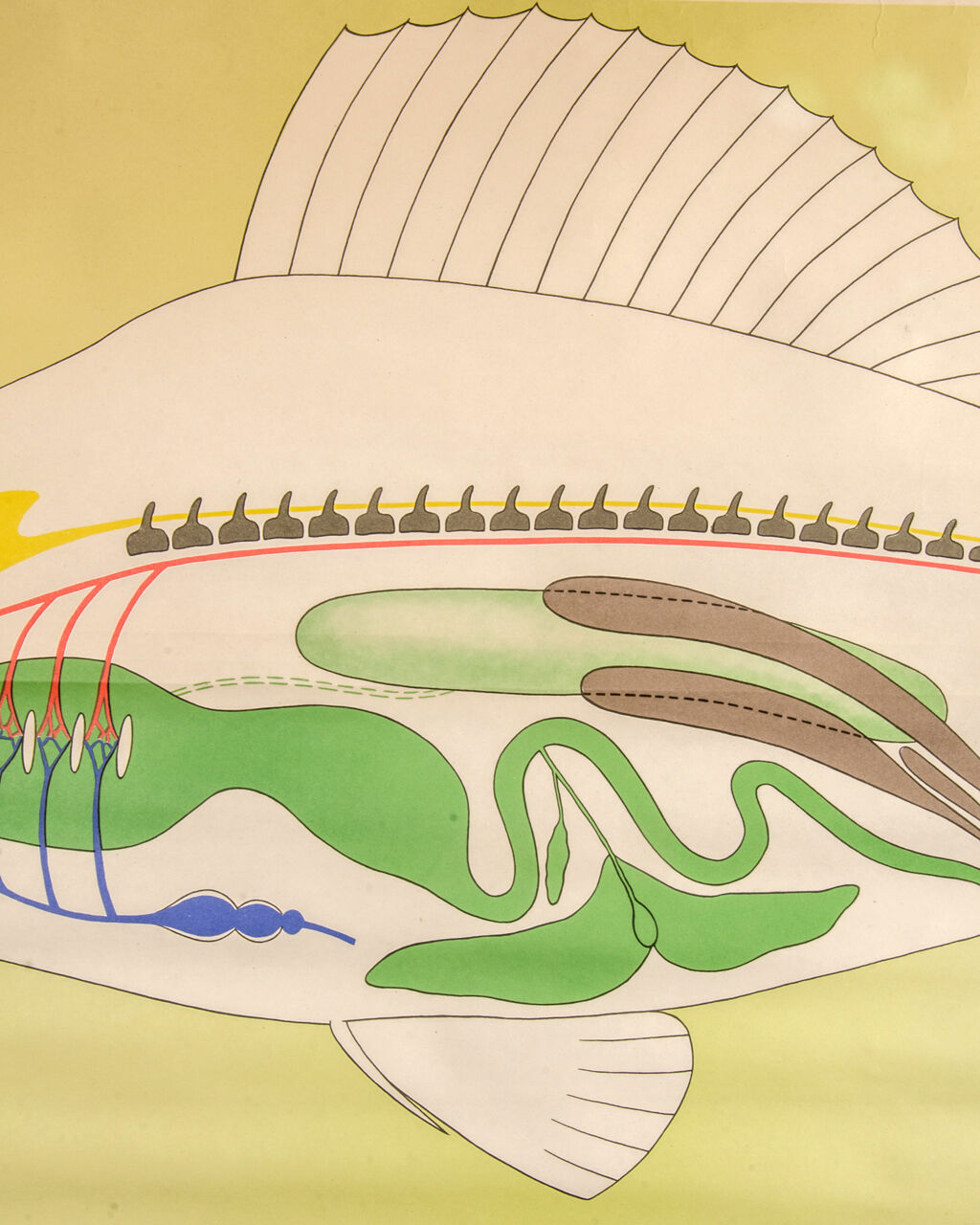 Affiche allemande de biologie marine par Volk Und Wissen Volkseigener Verlag