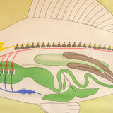 Affiche allemande de biologie marine par Volk Und Wissen Volkseigener Verlag