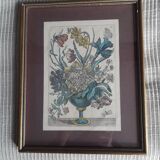 Ancient botanical engraving