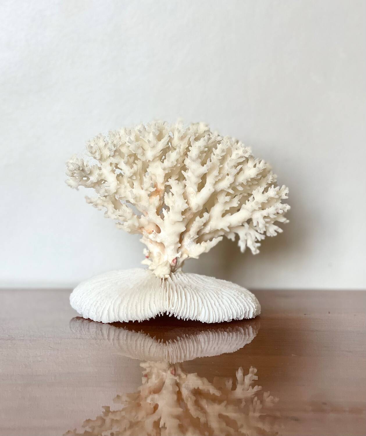 White coral on a natural base