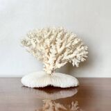 White coral on a natural base