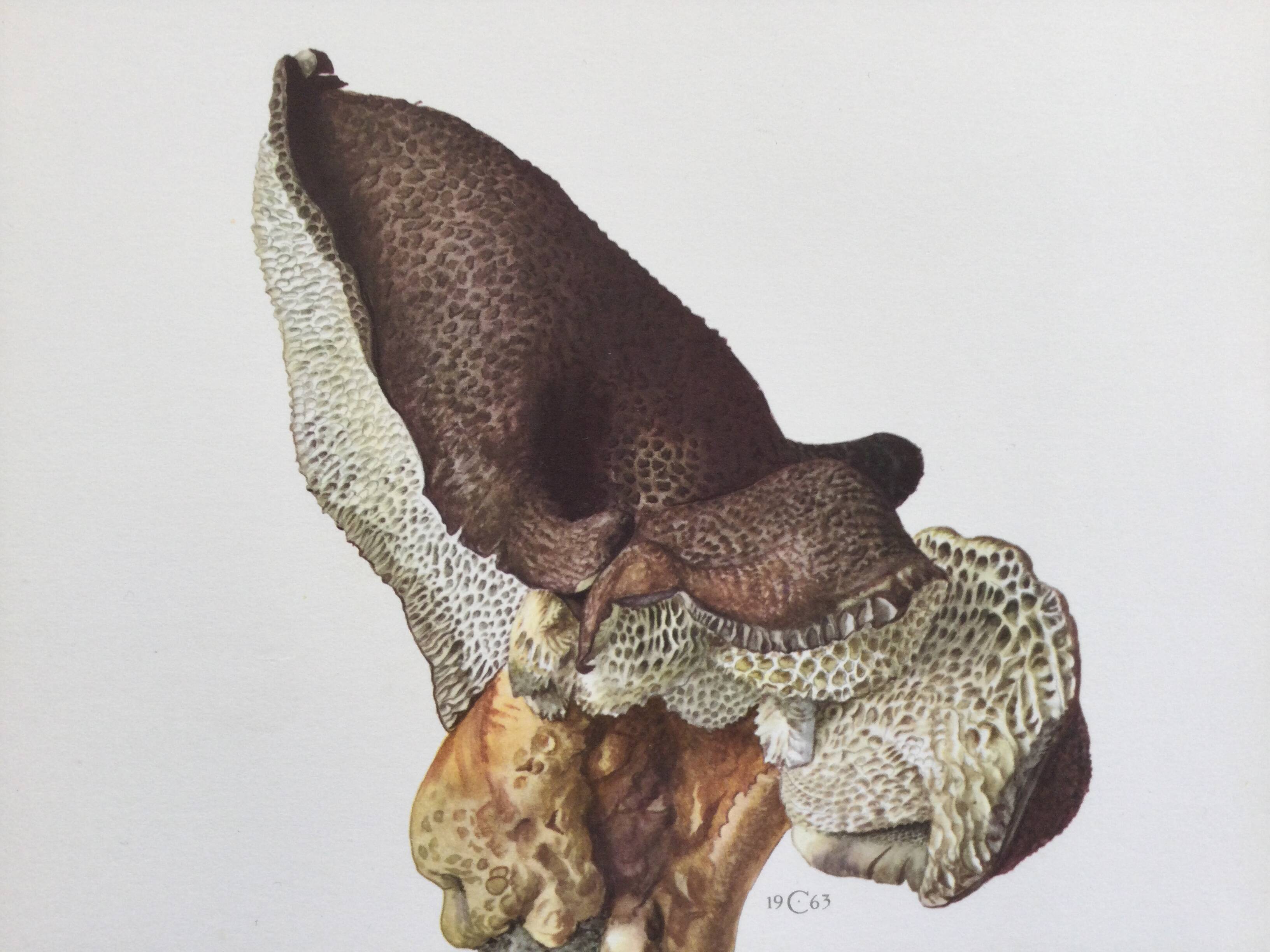 Botanical Illustration Polypore Mushroom Vintage Print 60s