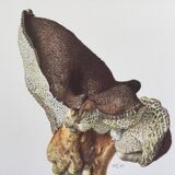 Botanical Illustration Polypore Mushroom Vintage Print 60s