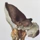 Botanical Illustration Polypore Mushroom Vintage Print 60s