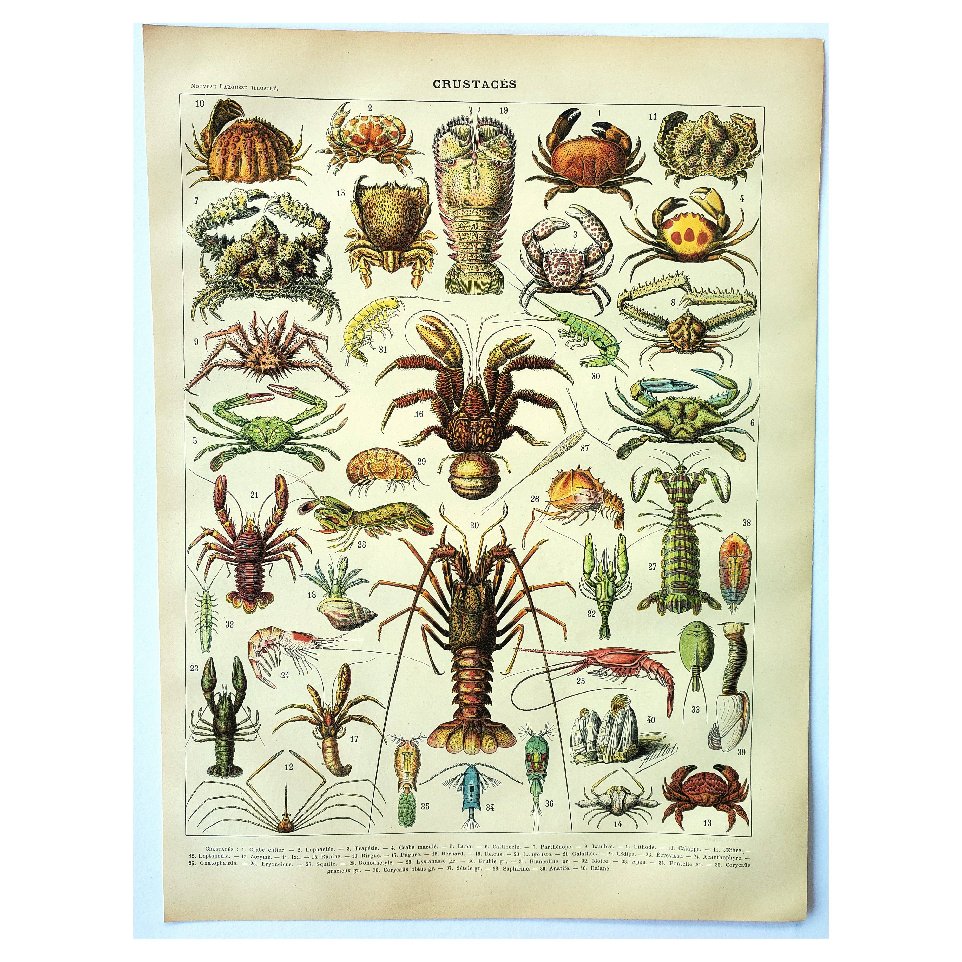Antique engraving 1907 A. Millot - Crustaceans 1, crab, marine fauna