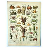 Antique engraving 1907 A. Millot - Crustaceans 1, crab, marine fauna