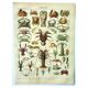 Gravure ancienne 1907 A. Millot - Crustacés 1, crabe, faune marine