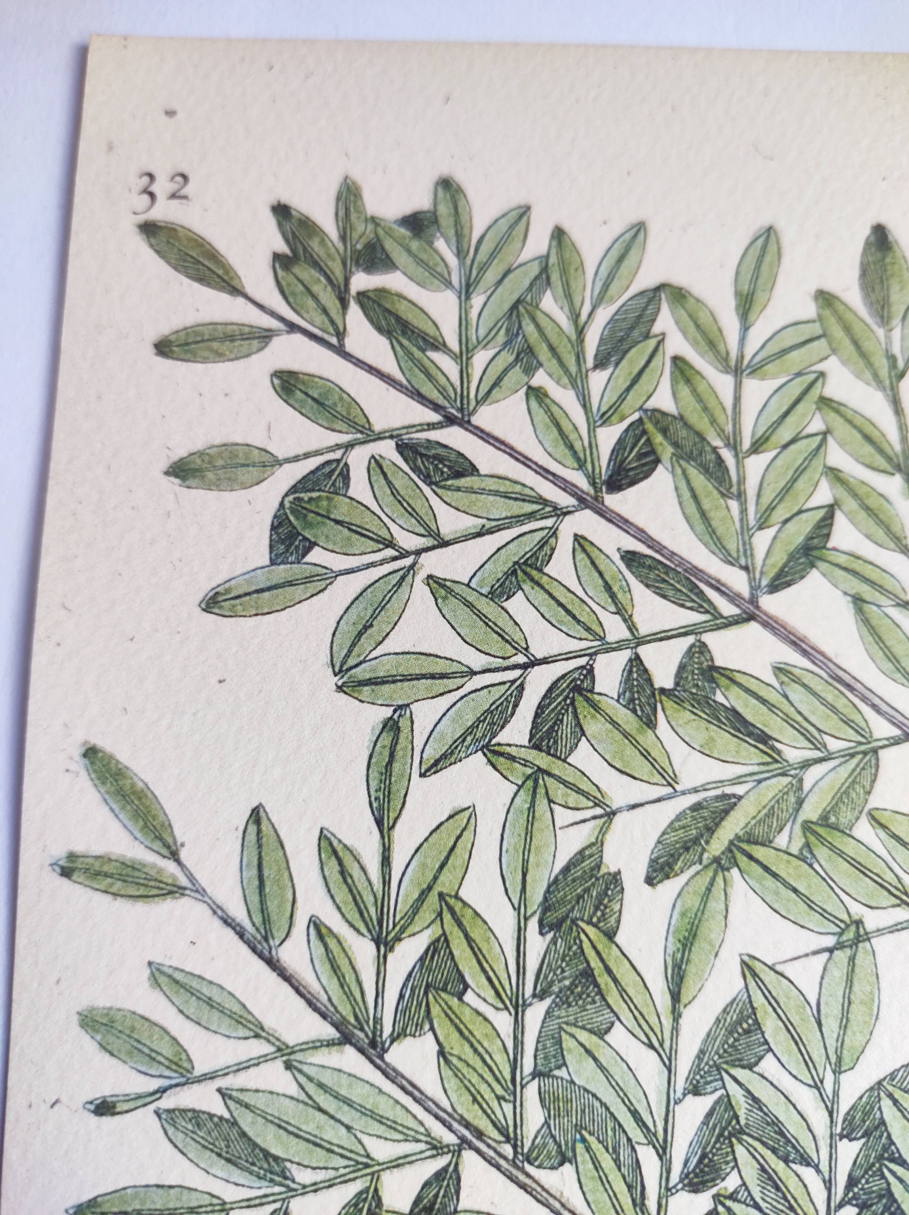 Gravure ancienne oiseau -Chardonneret- Image nature de Seligmann & Catesby