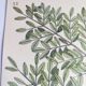 Gravure ancienne oiseau -Chardonneret- Image nature de Seligmann & Catesby