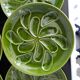 Set of 6 green oyster plates 25 cm – C.E.S France – Very good condition