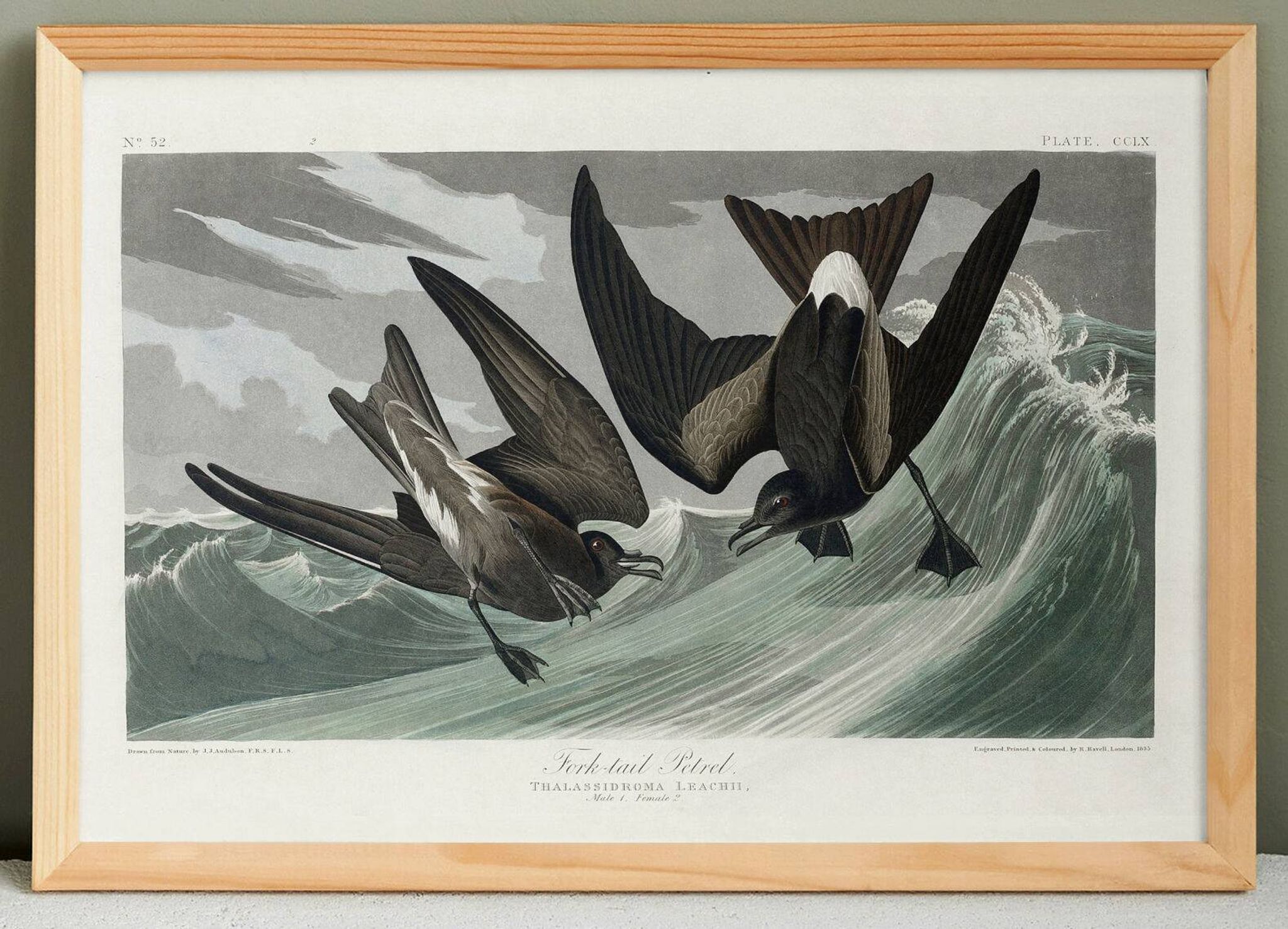 Poster about Leach's Oceanite, based on an old engraving from 1827.