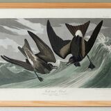 Poster about Leach's Oceanite, based on an old engraving from 1827.