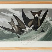 Poster about Leach's Oceanite, based on an old engraving from 1827.