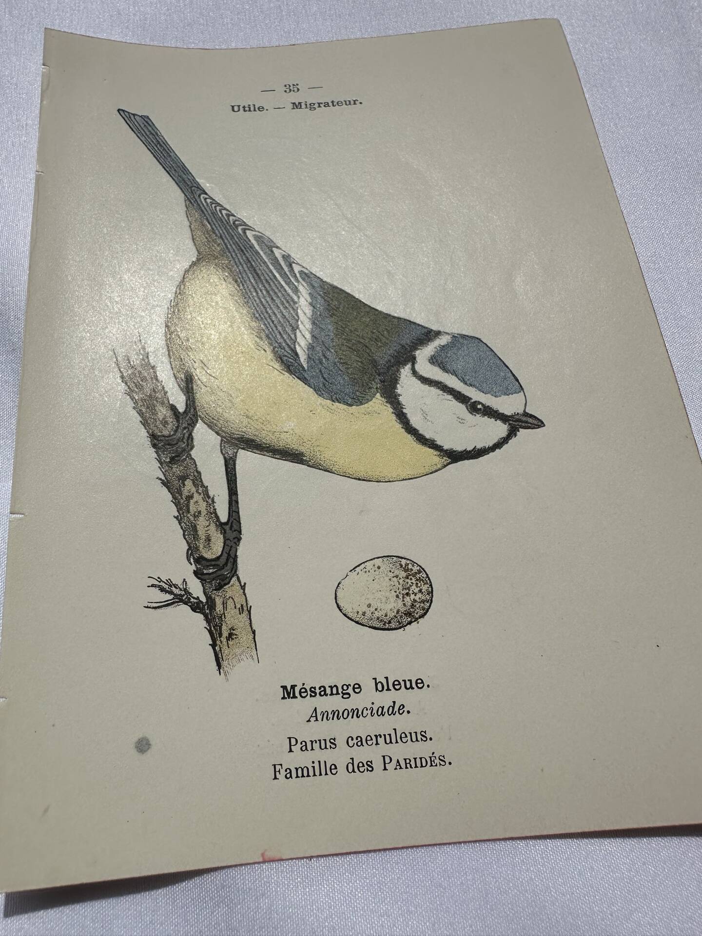 🐦 Botanical Plate Engraving of Birds Naturalist 19th Century Double-sided A