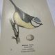 🐦 Botanical Plate Engraving of Birds Naturalist 19th Century Double-sided A