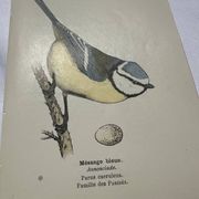 Planche Botanique Gravure oiseaux naturaliste  19eme recto verso  A