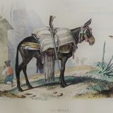 Original zoological plank "the Mulet" Buffon 1840