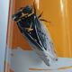 cicada vase signed JMF Vallauris Atelier Massier 1950/1960