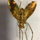 Golden brass fly 1970