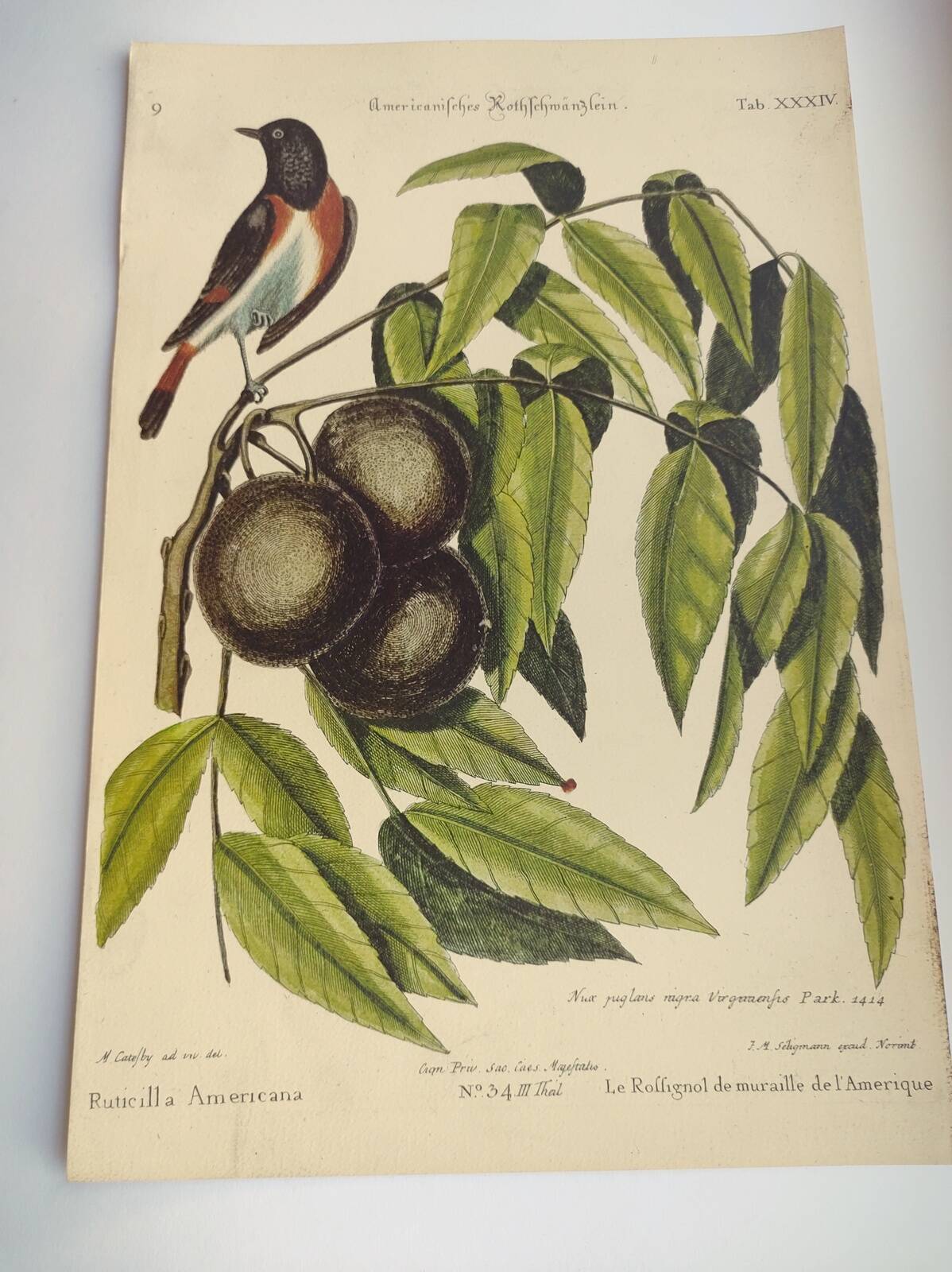 Gravure ancienne oiseau - Rossignol de muraille-  Planche zoologique de Seligmann & Catesby