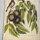 Gravure ancienne oiseau - Rossignol de muraille-  Planche zoologique de Seligmann & Catesby