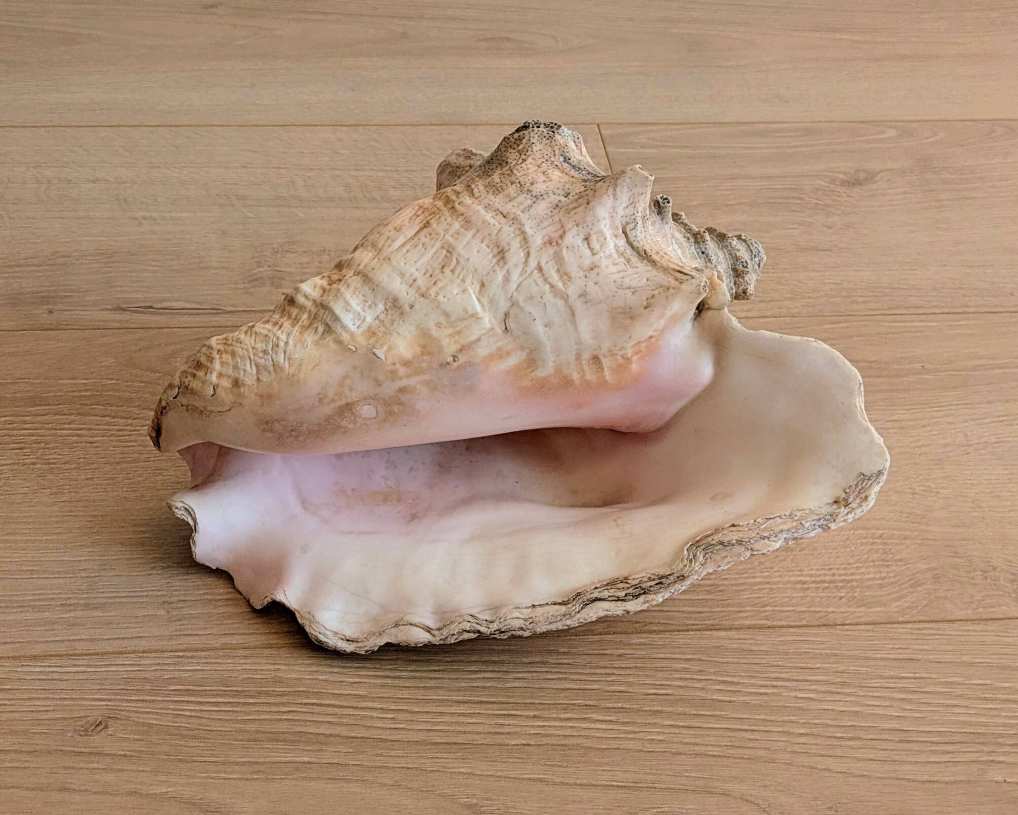 Conch Marine shell - Strombus alatus 26 cm 1.6 kg