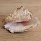 Conch Marine shell - Strombus alatus 26 cm 1.6 kg