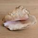 Conch Marine shell - Strombus alatus 26 cm 1.6 kg