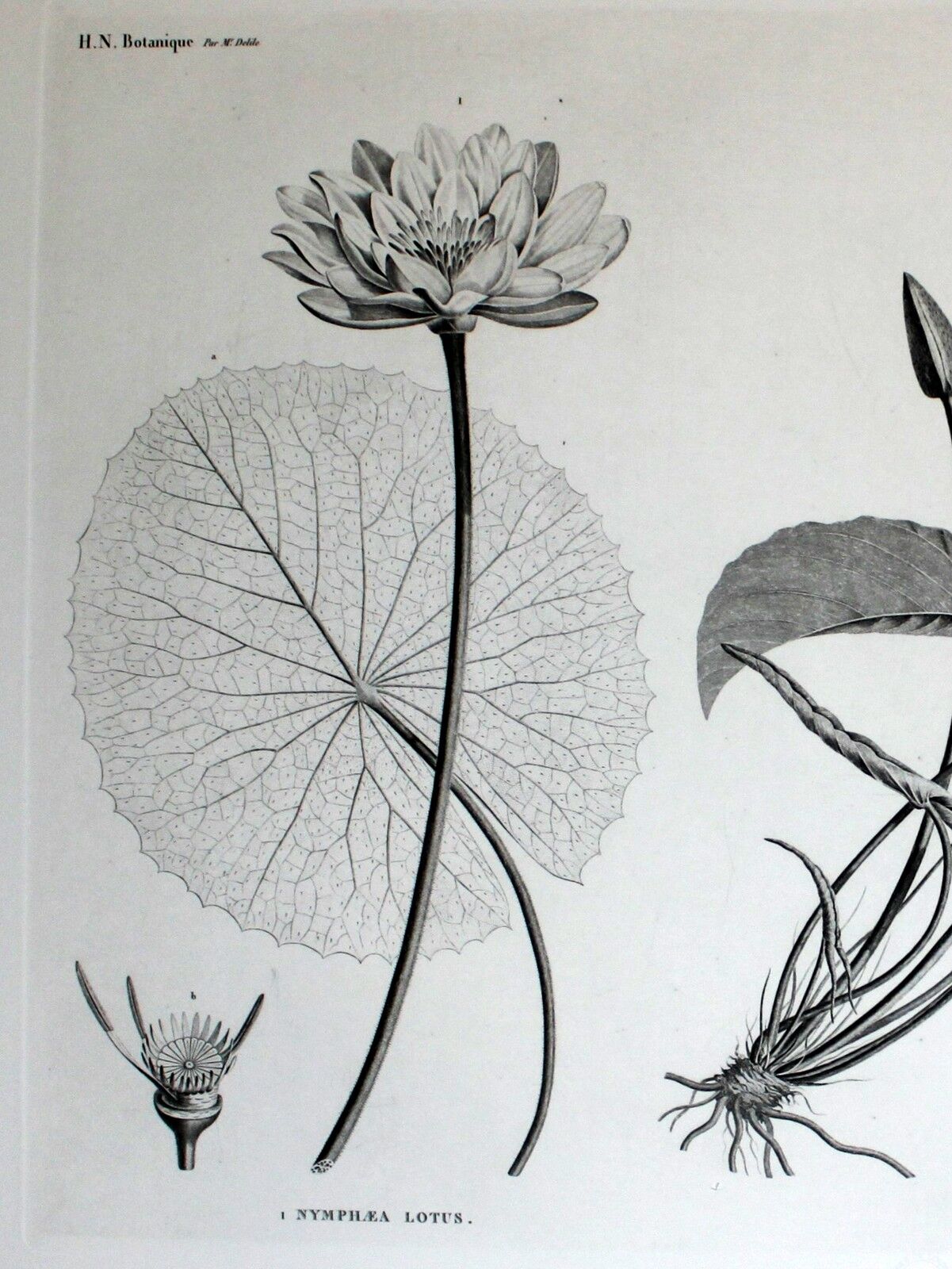 Gravure fleur - planche original de la "chalcographie du louvre" 1800 - lotus nymphæa