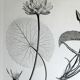 Gravure fleur - planche original de la "chalcographie du louvre" 1800 - lotus nymphæa