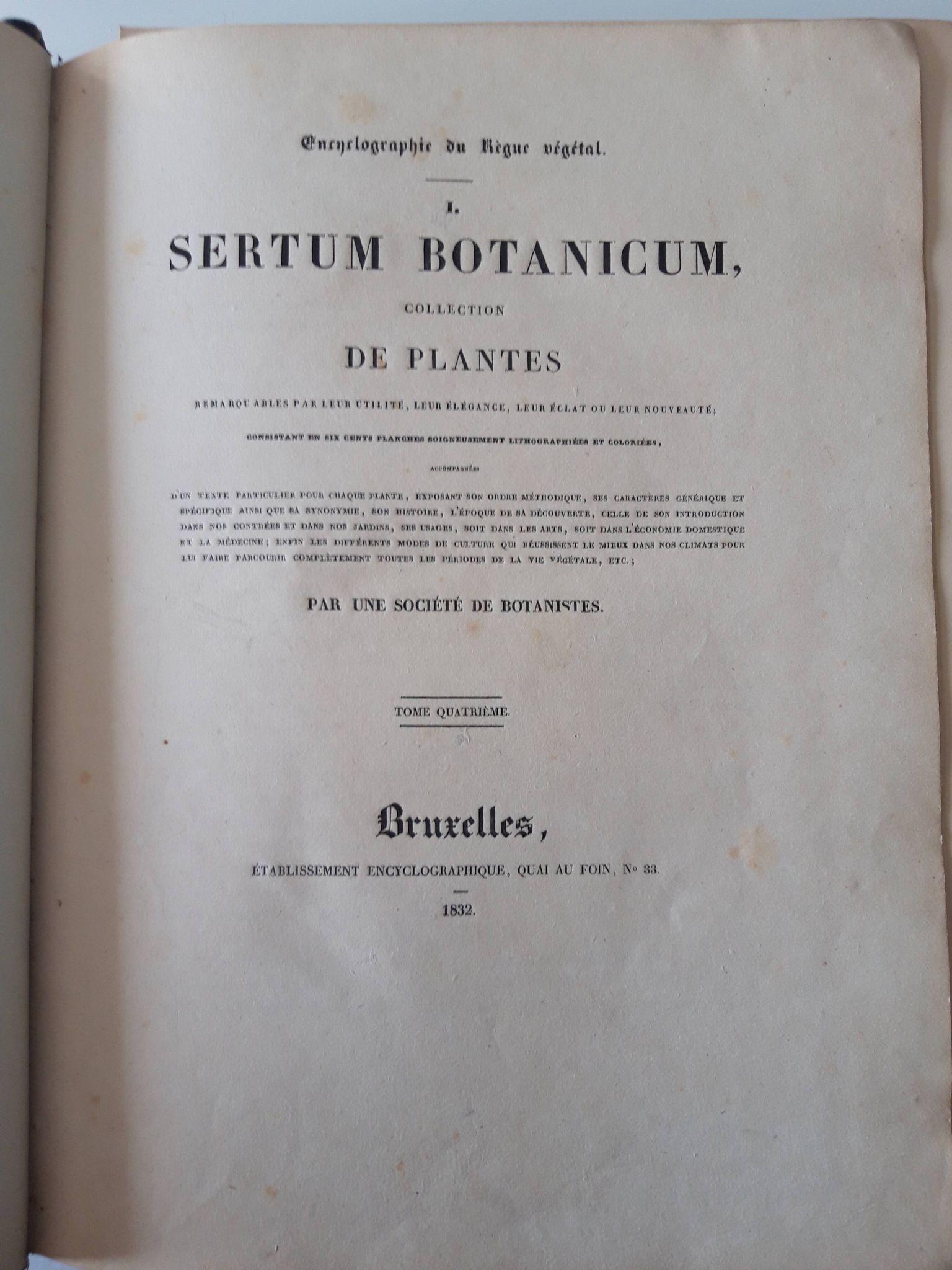 Aster Alpinu botanical plank, lithographed and coloured, Sertum Botanicum 1832