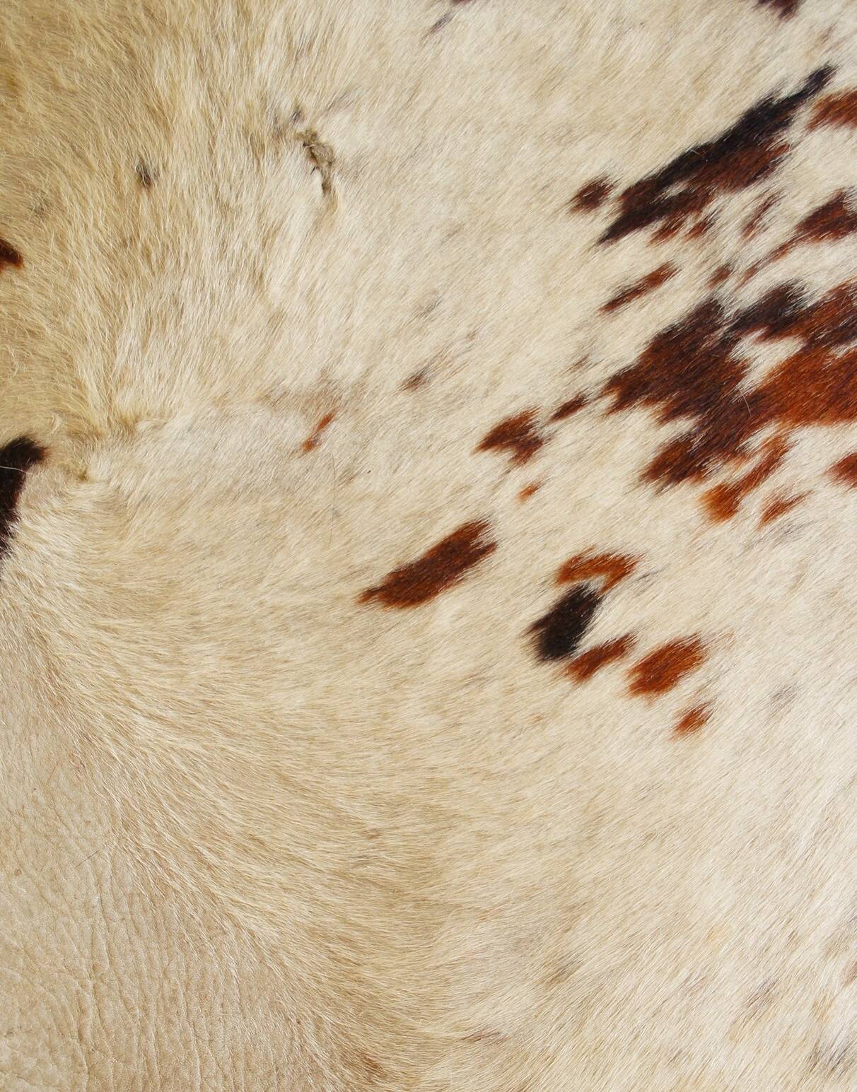 Cowhide rug 1970