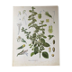 botanical poster La Mélisse or Citronnelle