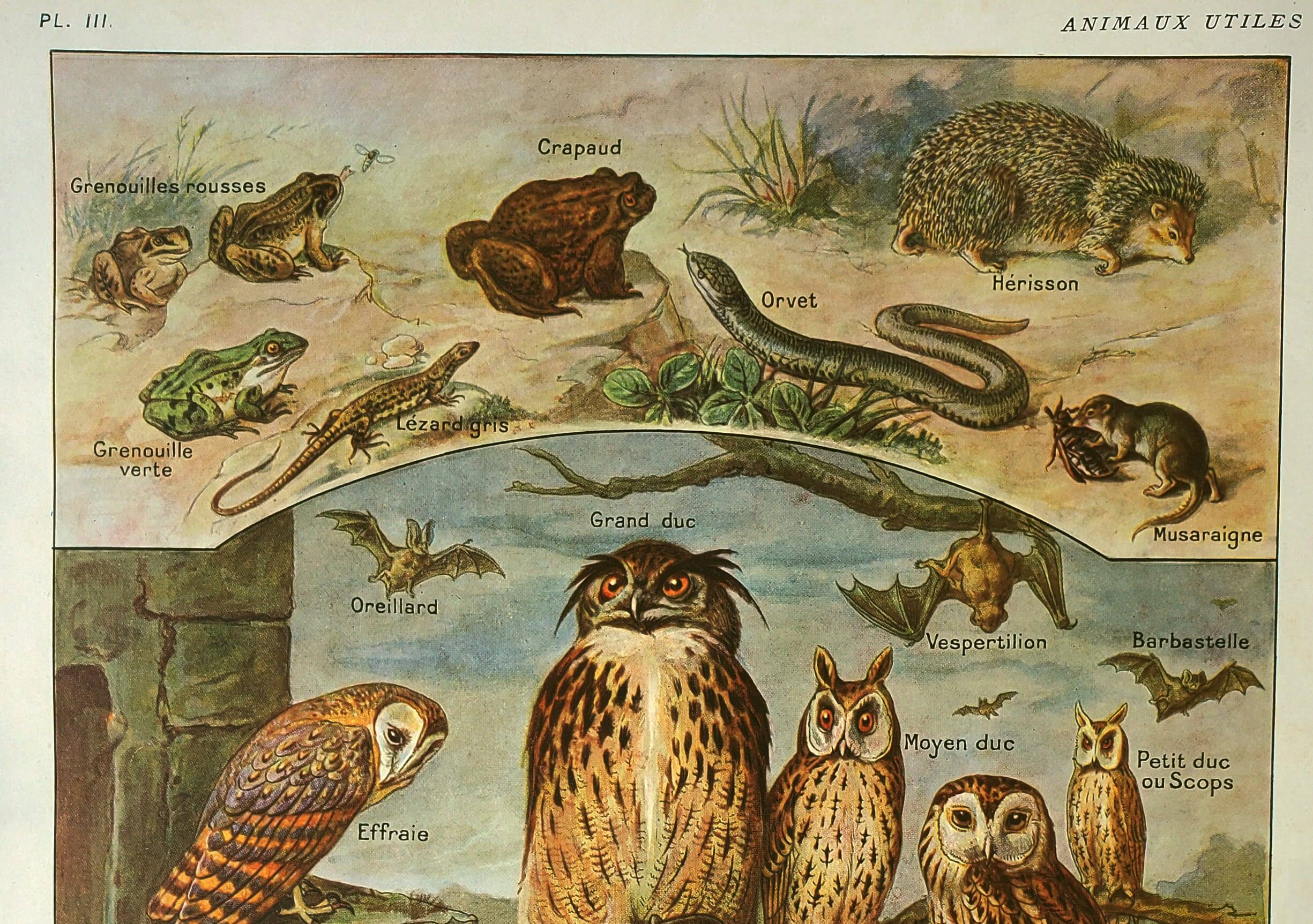 Old lithograph 1921 M. Dessertenne - Wild animals called "useful"