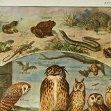 Old lithograph 1921 M. Dessertenne - Wild animals called "useful"