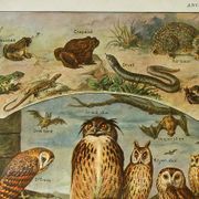 Lithographie ancienne 1921  M. Dessertenne - Animaux sauvages dit "utiles"