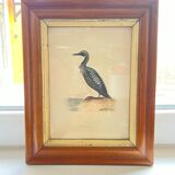 Lithographies couleur oiseaux encadrées