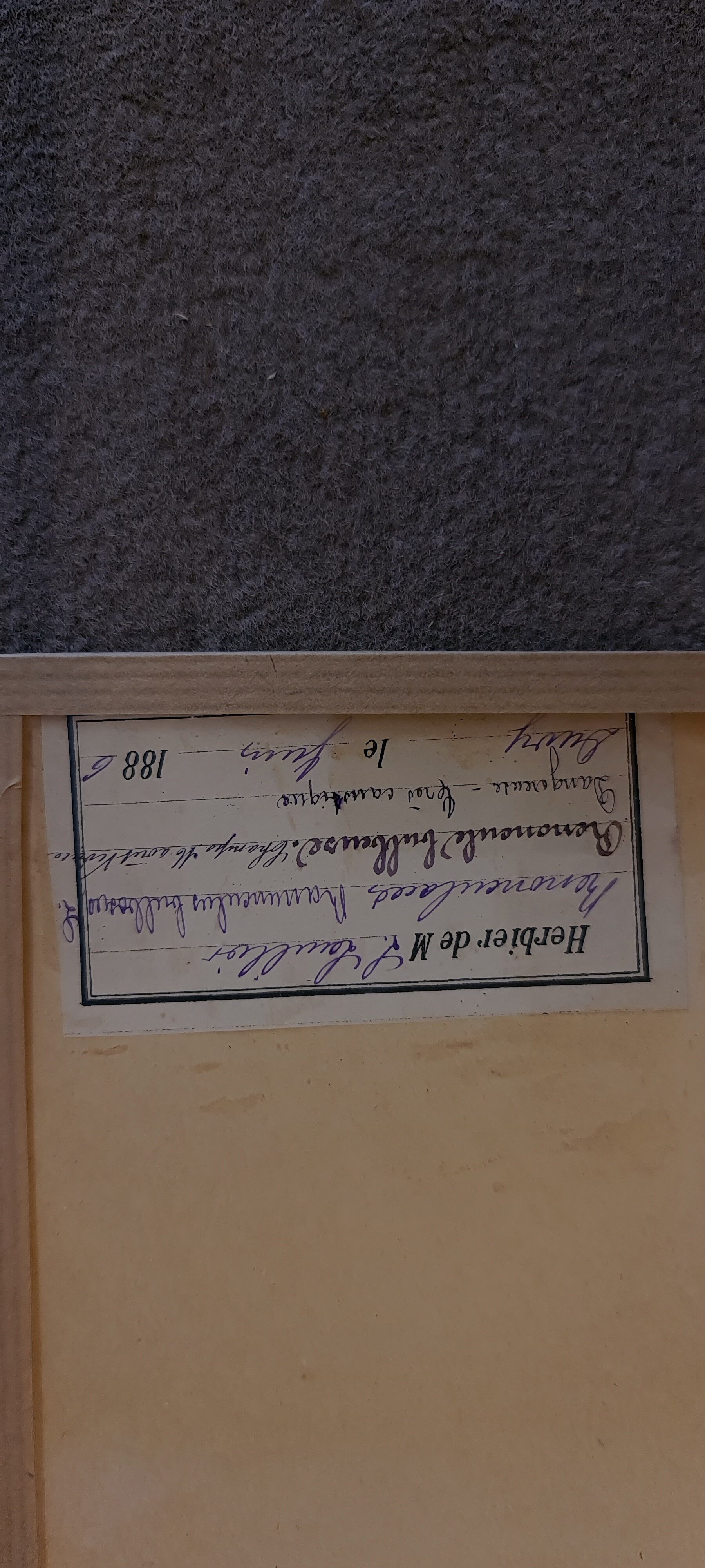 19th herbarium plank