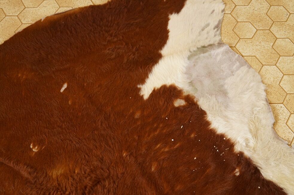 Rug cow skin 1960