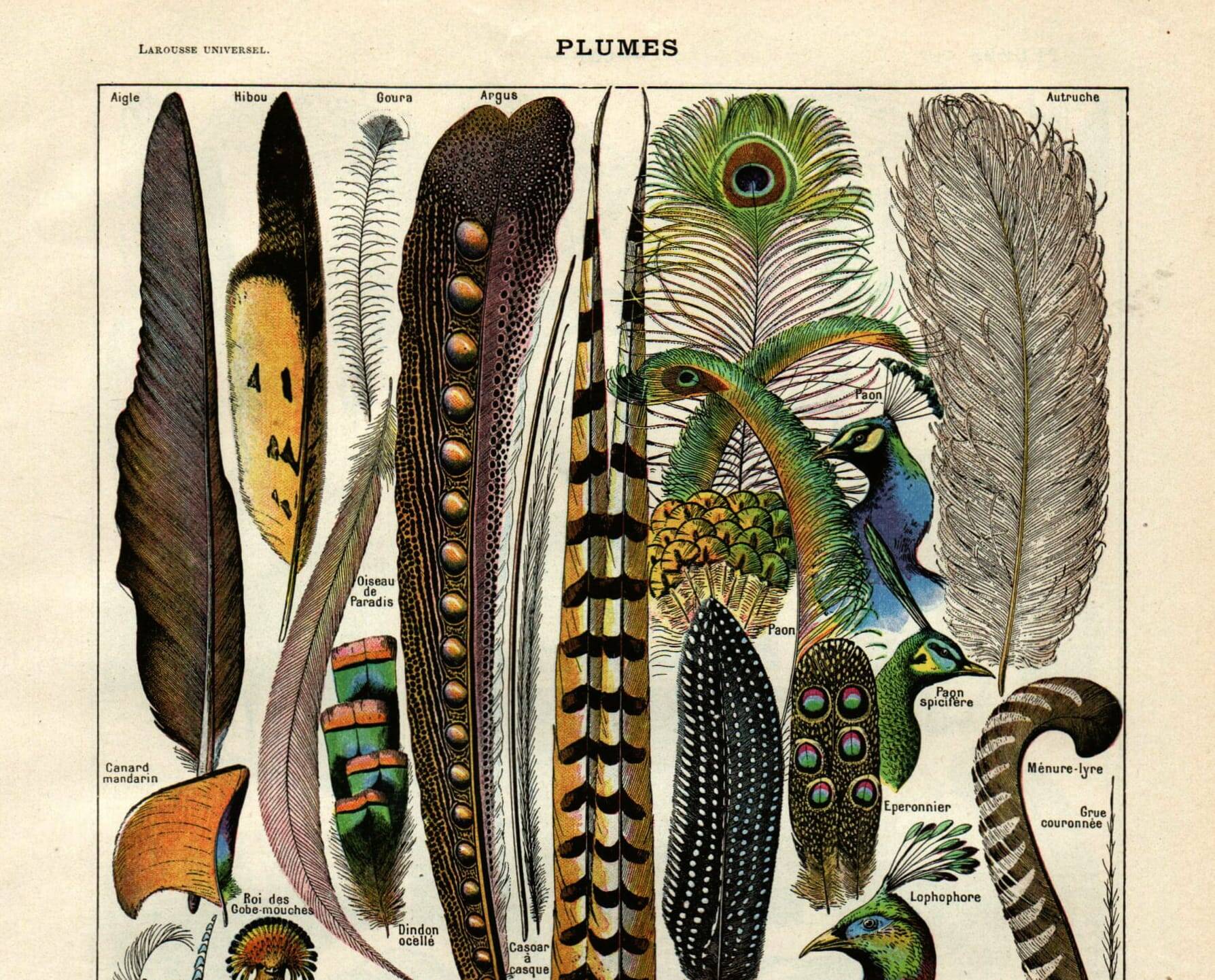 Gravure ancienne de 1923 - Plumes d'oiseaux exotiques par A. Millot
