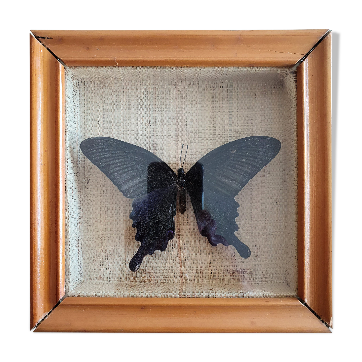 Naturalized butterfly