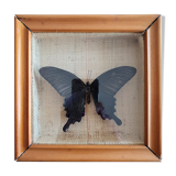Naturalized butterfly