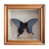 Naturalized butterfly