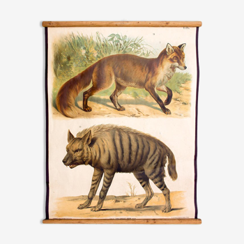 Educational poster fox and hyena 1879