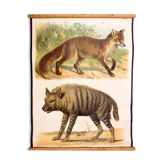 Educational poster fox and hyena 1879