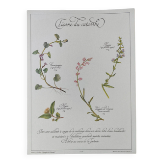 Gravure botanique -Tisane du Catarrhe- Illustration de plantes médicinales et herbes