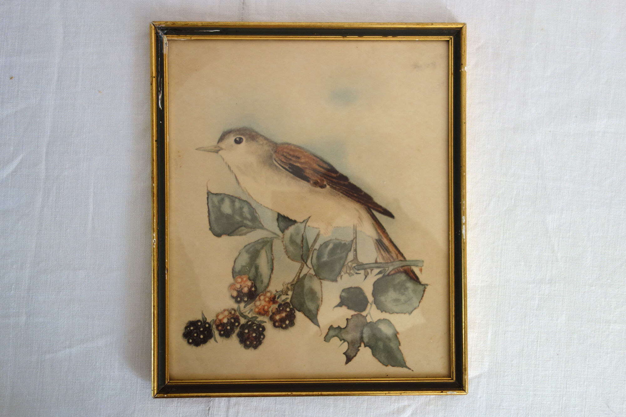 3 framed bird lithographs