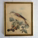 3 framed bird lithographs